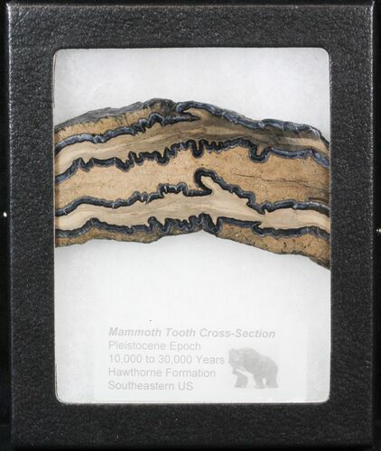 Mammoth Molar Slice - South Carolina #40976